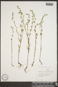 Lithospermum canescens image