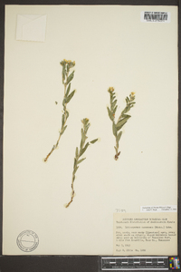 Lithospermum canescens image