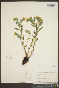 Lithospermum canescens image