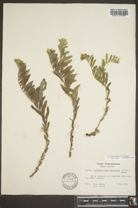 Lithospermum canescens image