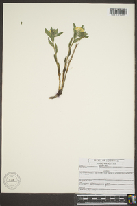 Lithospermum canescens image