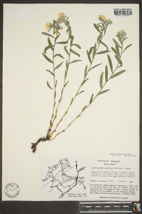 Lithospermum canescens image