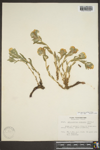 Lithospermum canescens image