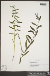 Lithospermum canescens image