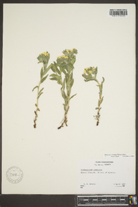 Lithospermum canescens image