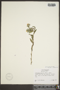 Lithospermum canescens image