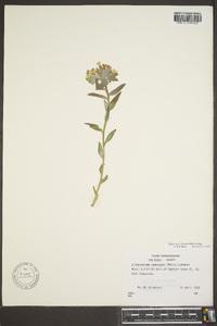 Lithospermum canescens image