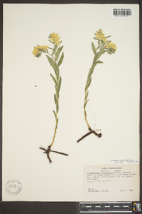 Lithospermum canescens image