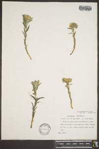 Lithospermum canescens image