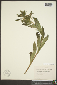 Lithospermum latifolium image