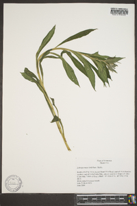 Lithospermum latifolium image