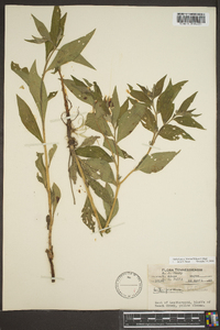 Lithospermum latifolium image