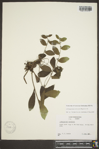 Lithospermum tuberosum image