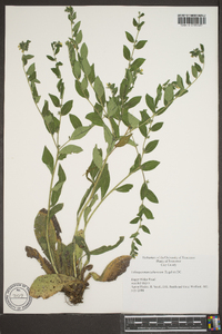 Lithospermum tuberosum image