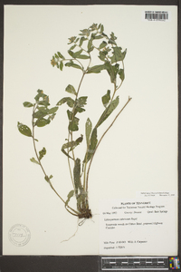 Lithospermum tuberosum image