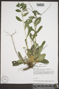 Lithospermum tuberosum image