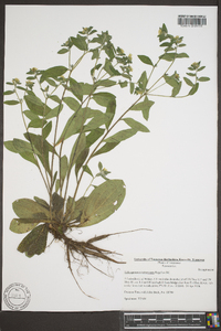 Lithospermum tuberosum image