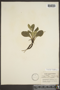 Lithospermum tuberosum image