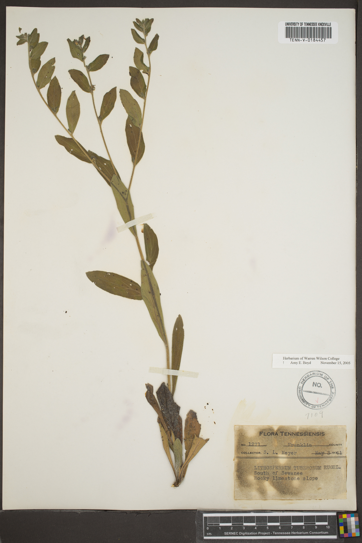 Lithospermum tuberosum image