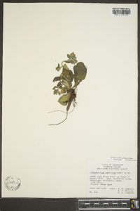 Lithospermum tuberosum image