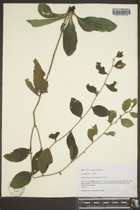 Lithospermum tuberosum image