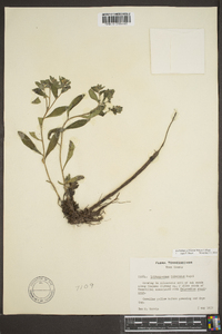 Lithospermum tuberosum image