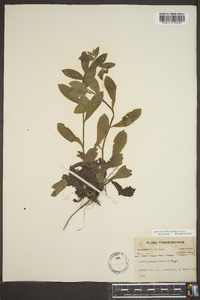 Lithospermum tuberosum image