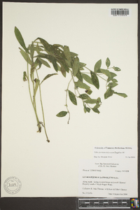 Lithospermum tuberosum image