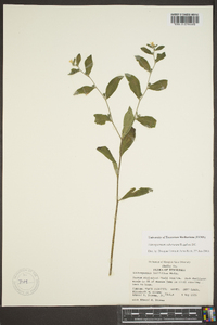 Lithospermum tuberosum image