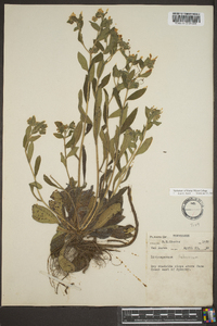 Lithospermum tuberosum image