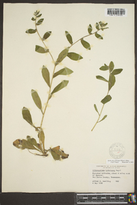 Lithospermum tuberosum image