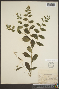 Lithospermum tuberosum image