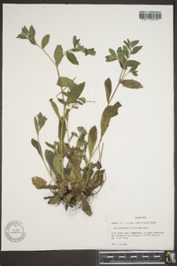 Lithospermum tuberosum image