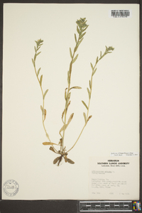 Buglossoides arvensis image