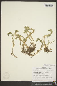 Buglossoides arvensis image