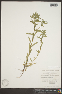 Buglossoides arvensis image