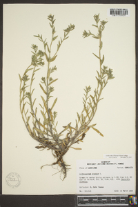 Buglossoides arvensis image