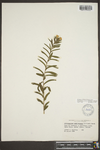 Lithospermum canescens image