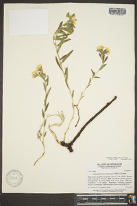 Lithospermum canescens image