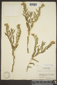 Lithospermum canescens image