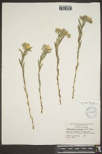 Lithospermum canescens image