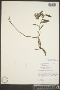 Lithospermum canescens image