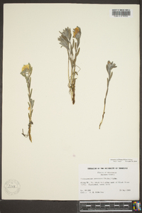 Lithospermum canescens image