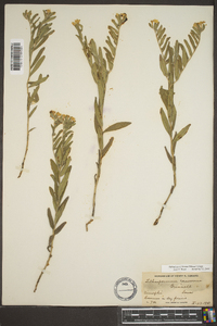 Lithospermum canescens image