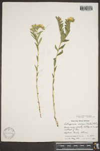 Lithospermum canescens image