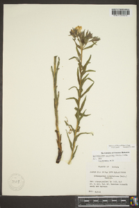 Lithospermum canescens image