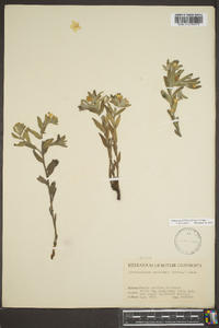 Lithospermum canescens image