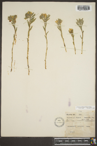 Lithospermum canescens image