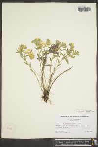 Lithospermum canescens image