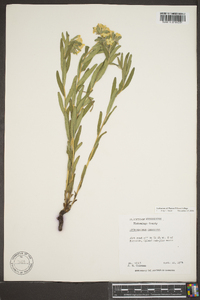 Lithospermum canescens image